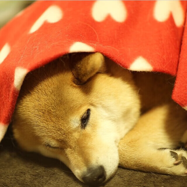 当绿色传奇遇见东方巨龙，米切尔在跨国篮球盛宴中的生涯之夜