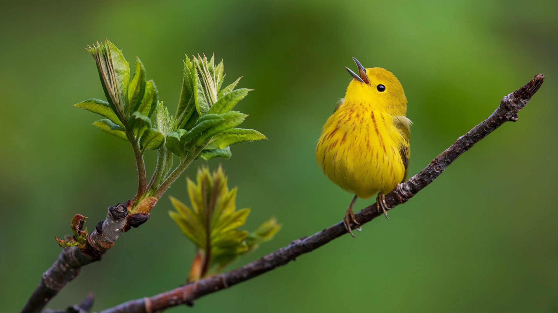 开云体育中国-子弹与锁链，劳塔罗爆发背后，厄瓜多尔如何用战术铁笼绞杀安哥拉