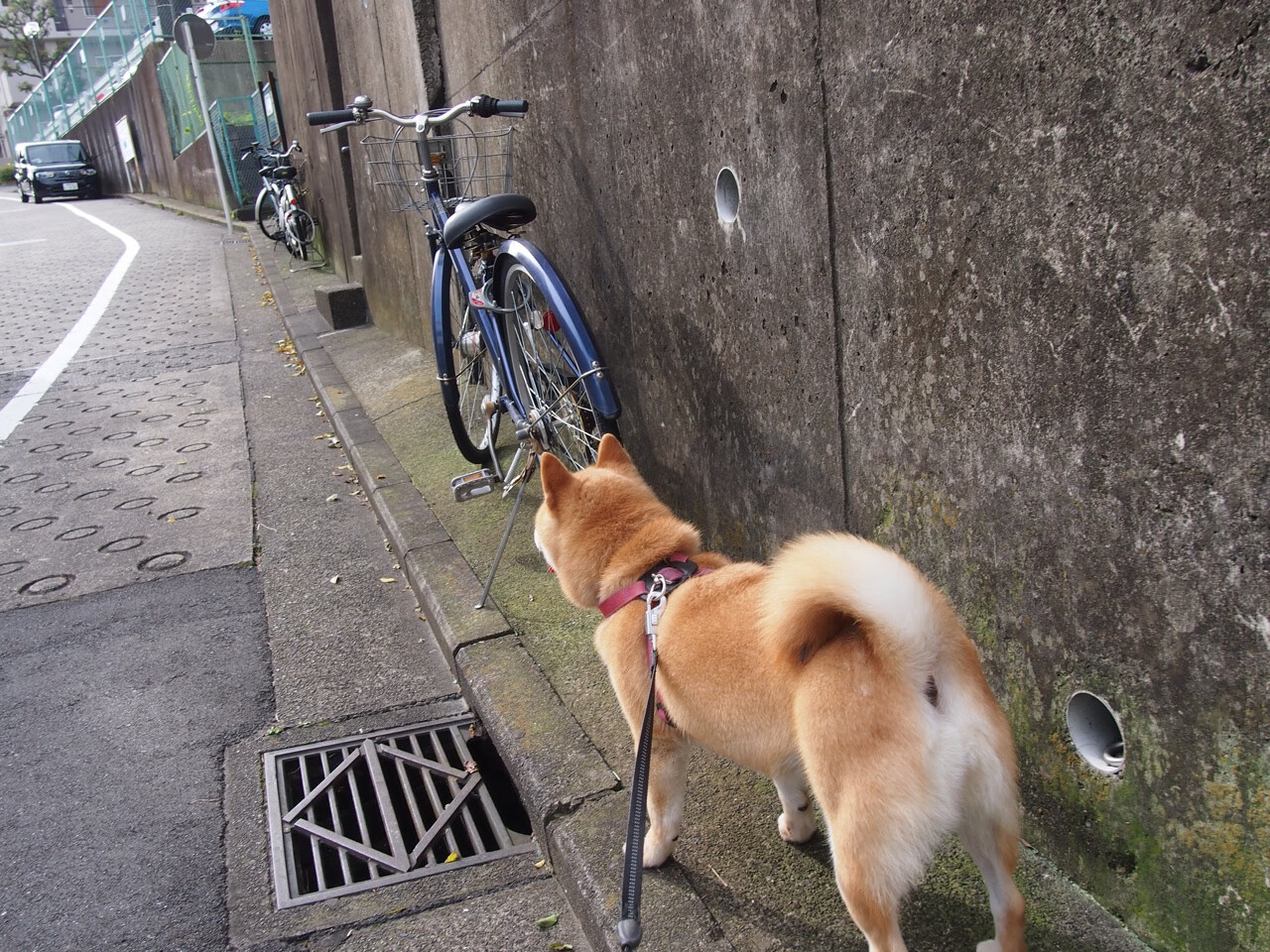 算法范戴克,中国电商血拼拉美市场的隐形裁判