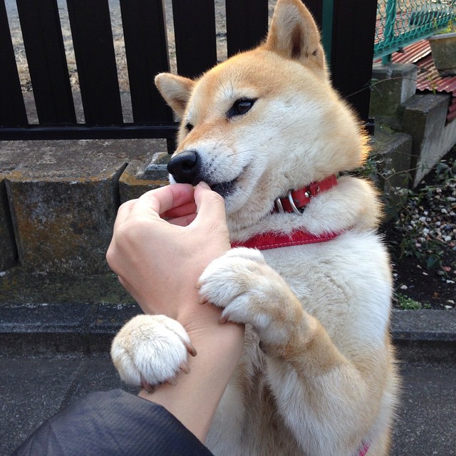 开云体育入口-德罗赞的节奏美学，一场跨越大洋的篮球教学，上海队吞下最珍贵败果