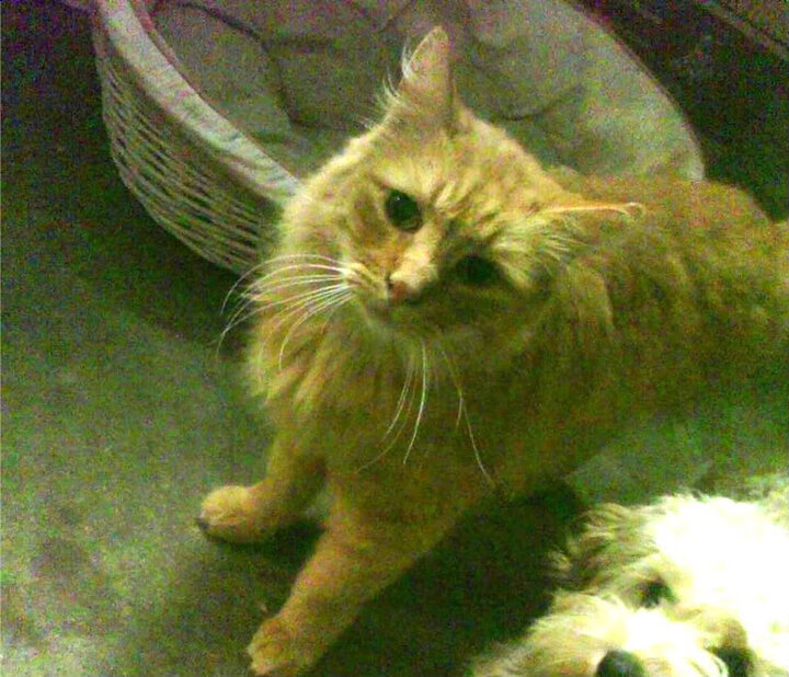 开云sport-跨越大洋的篮球史诗，当北京队的防线遭遇约基奇的艺术解构