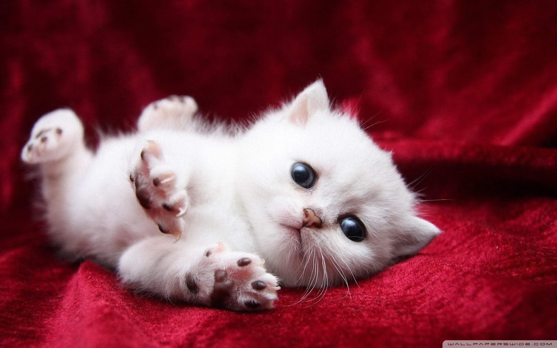 极速绿茵,当F1冠军战化身曼城对阵马里的终极较量