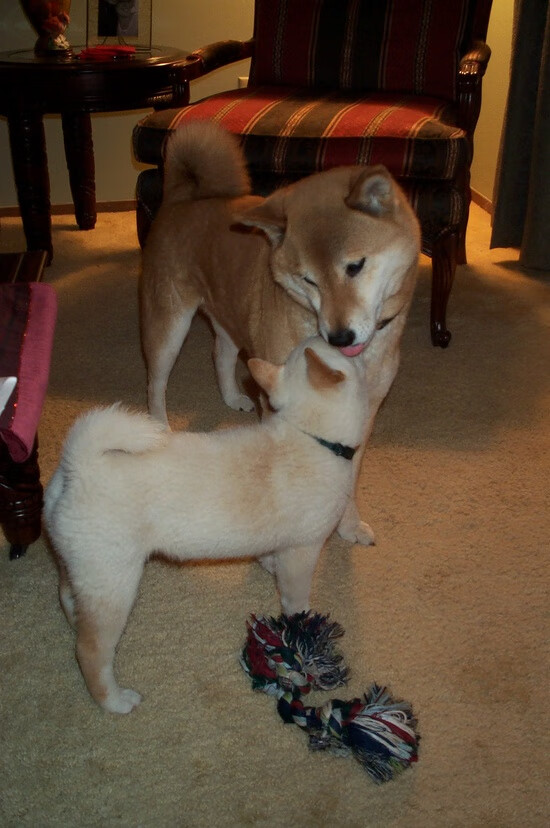 开云体育平台APP-双线争冠日，当德甲巅峰对决遇上北美世纪之战—足球世界的唯一性交响