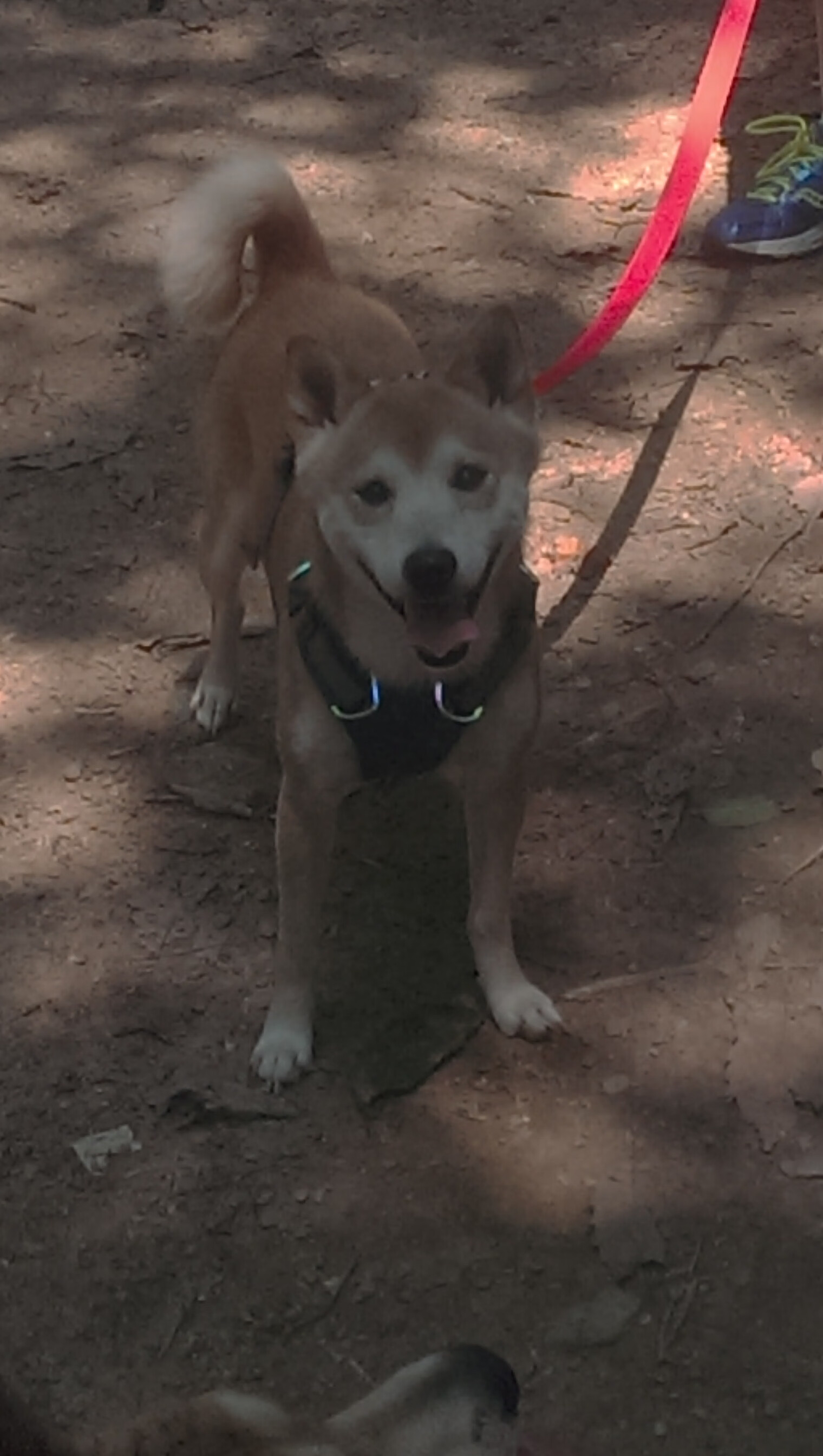 跨界赞美,当德国战车遭遇全白军团,卢卡库的稳定学为何成为通用货币?