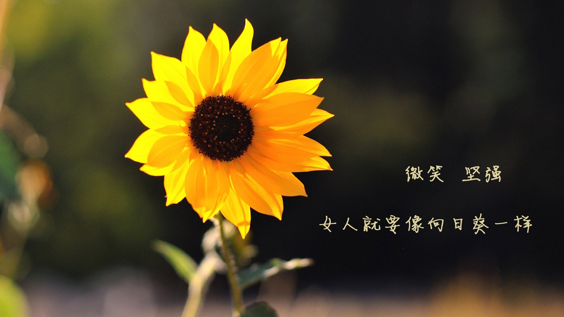唯一性,当B费穿上西班牙球衣—2026世界杯D组那场不可能复刻的生死战