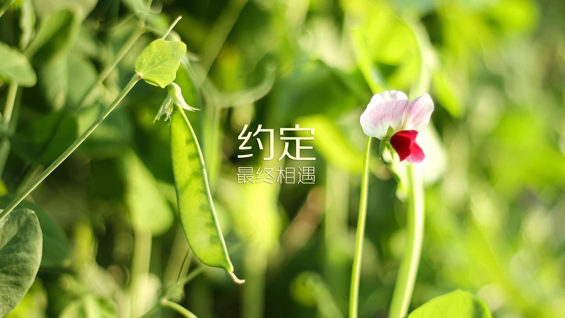 开云体育官网-非常有戏剧性，充满了巨大的反差感和想象空间。让我先为你构思一个足够有冲击力的文章标题，再以此为核心展开创作